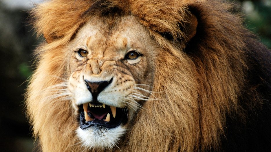 Dokonalý predátor (2010) ČSFD.cz