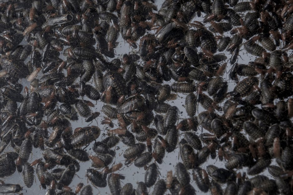 Vice Insect Hmyz (2018) | ČSFD.cz