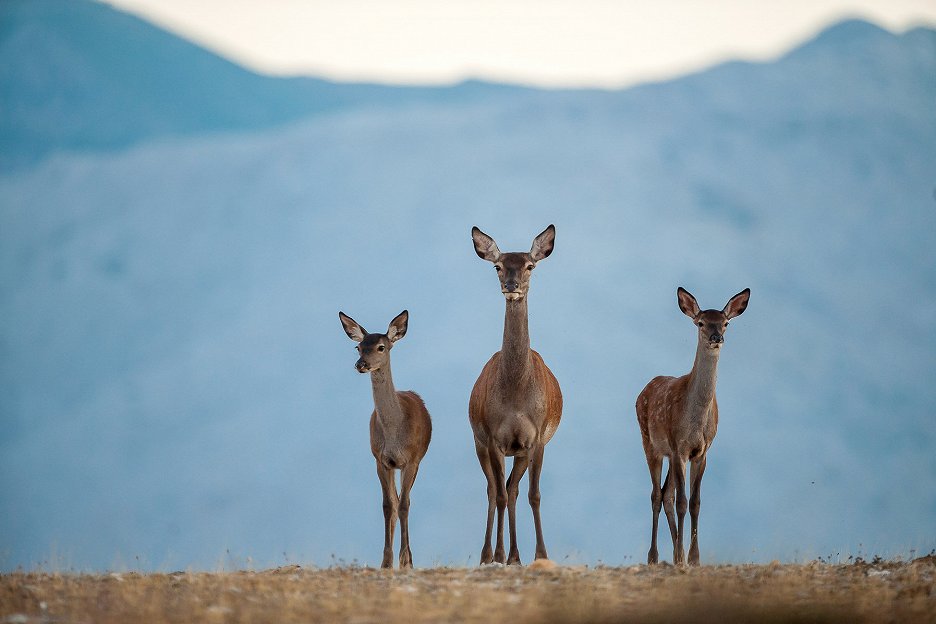 Dehesa (2017) ČSFD.cz