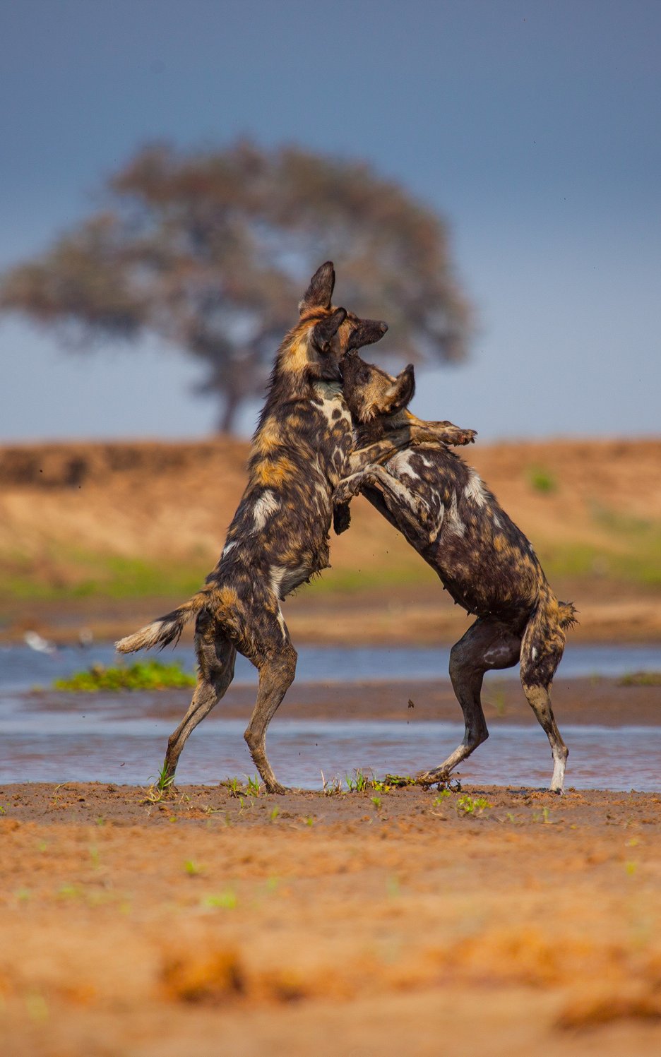 David Attenborough Zvířecí dynastie Psi hyenoví (S01E04) (2018