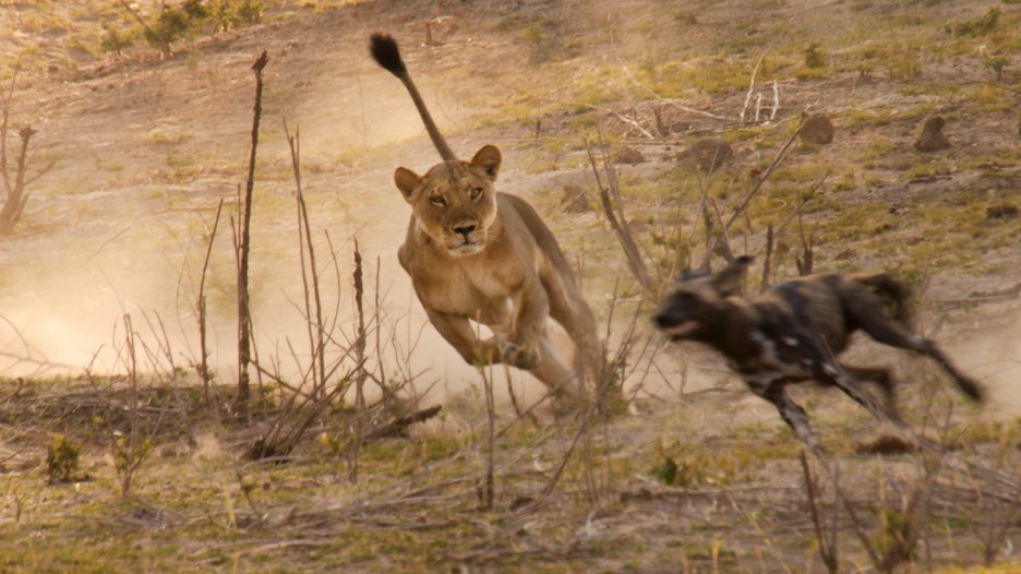 David Attenborough Zvířecí dynastie Psi hyenoví (S01E04) (2018