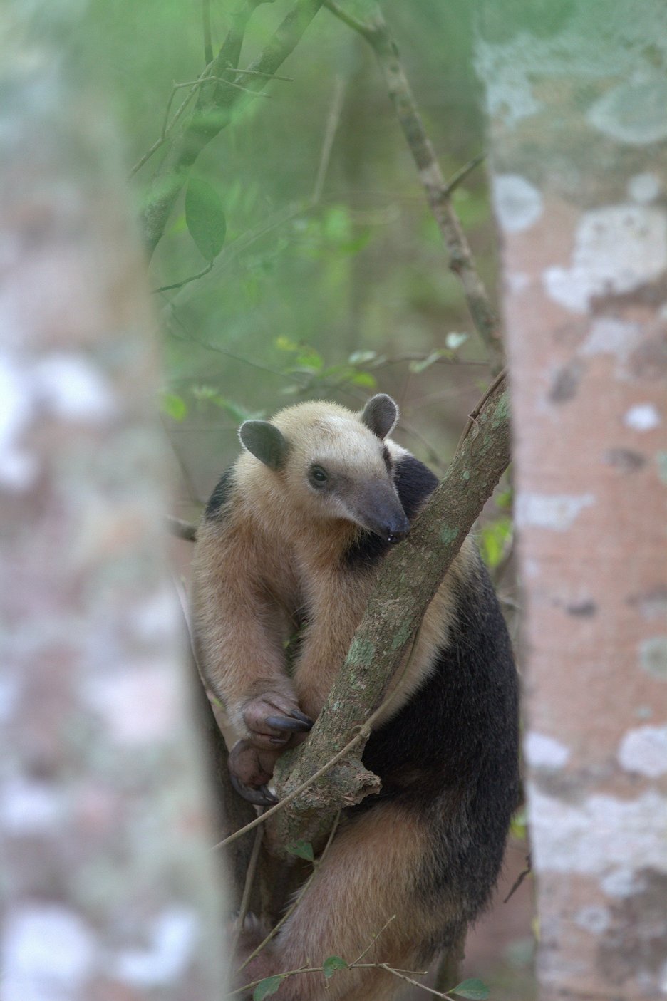 Transpantaneira Brasiliens wilder Highway (2013) ČSFD.cz