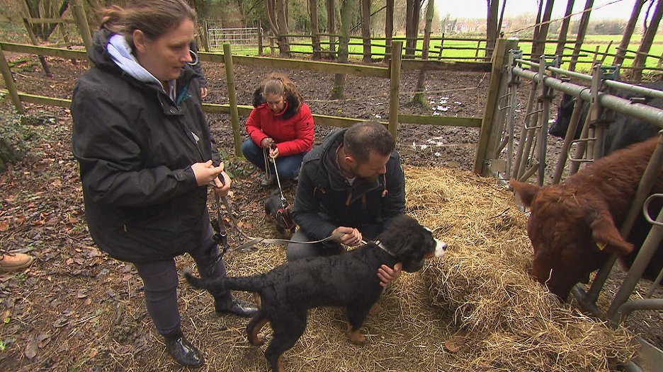 Der Welpentrainer Auf Die Pfoten Fertig Los Der Welpentrainer - Auf die Pfoten, fertig, los! (2019) | ČSFD.cz