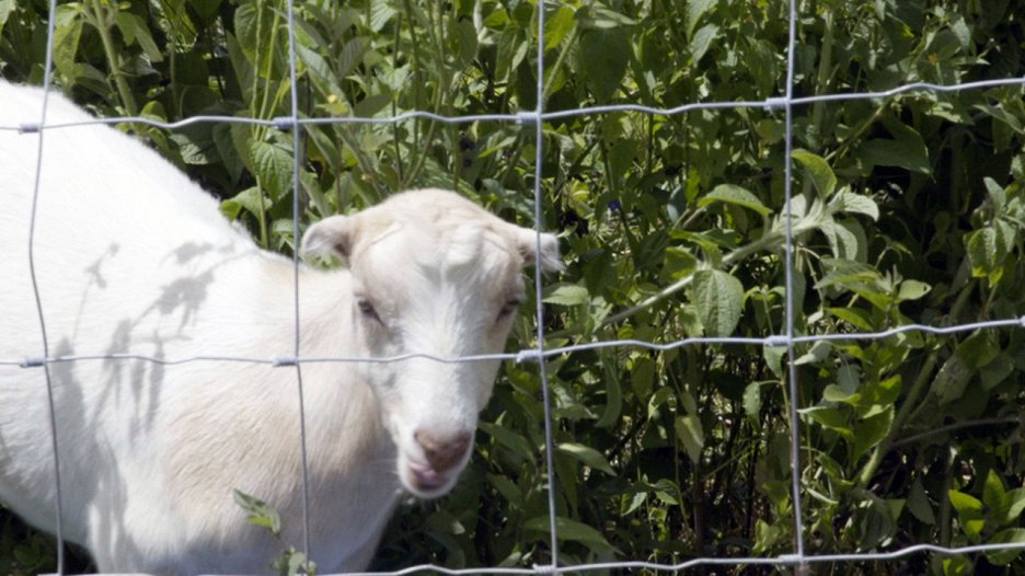 The Adventures of Dr. Buckeye Bottoms (2017) ČSFD.cz