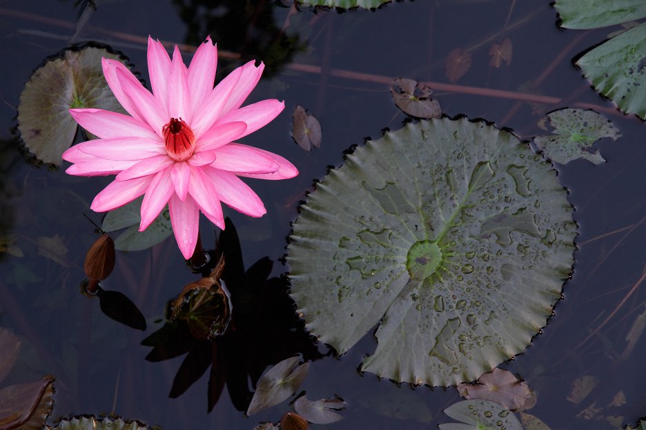 Wissen hoch 2 Exponentielles Wachstum verstehen Das Prinzip Seerose