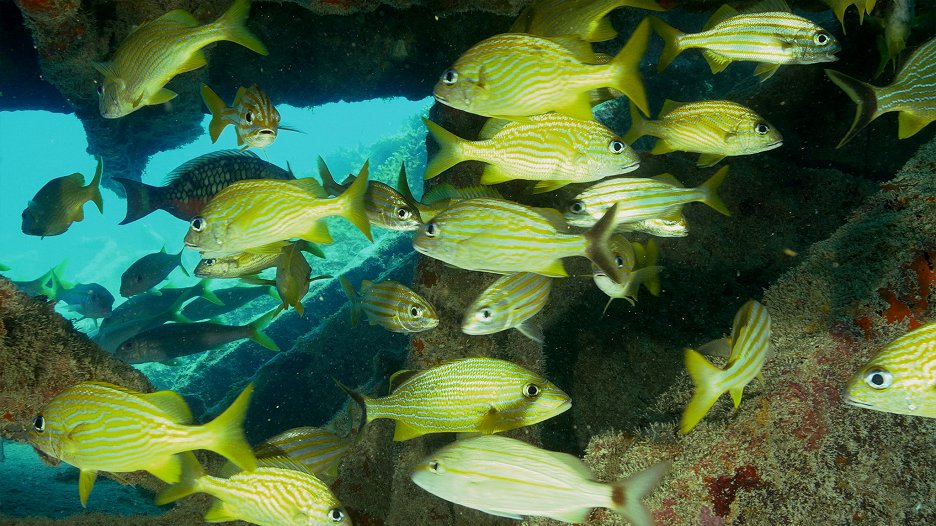 Rotto Reef Reef Wrecks (2016) | Cinematheque | ČSFD.cz