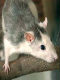 Rattus Rattus | ČSFD.cz