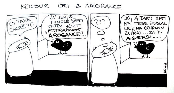 Kocour Ori & arogance