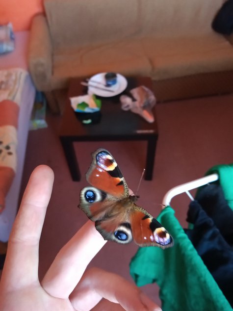 motýl v únoru