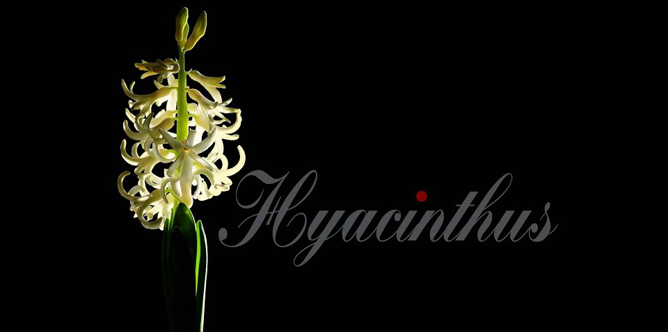 Dívka s hyacinty