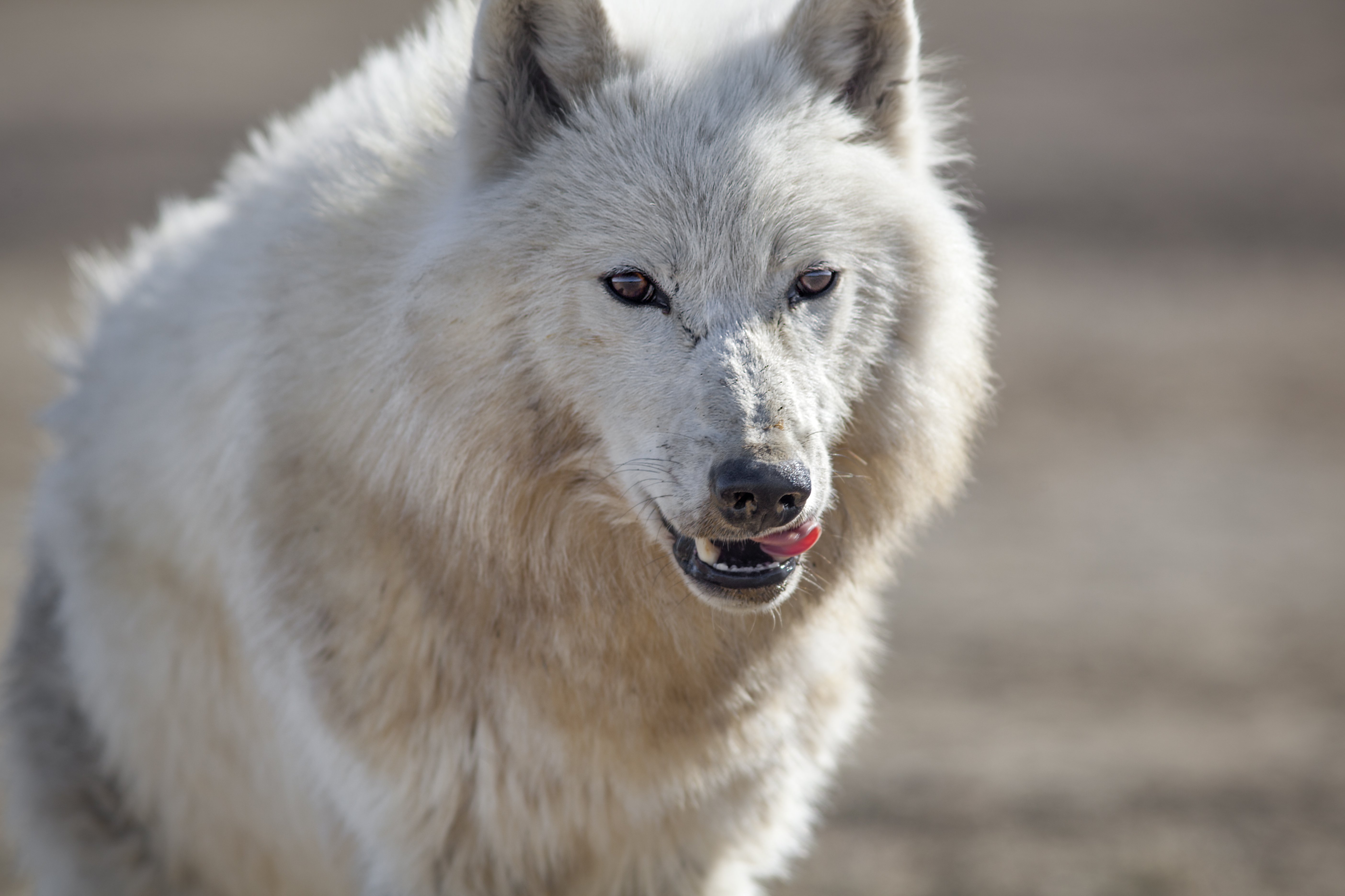 Волк годы жизни. Тундровый Арктический волк. Волк Полярный тундровой. Канадский Тундровый волк. Тундровый волк (canis Lupus Albus) самка.